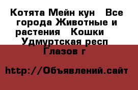 Котята Мейн кун - Все города Животные и растения » Кошки   . Удмуртская респ.,Глазов г.